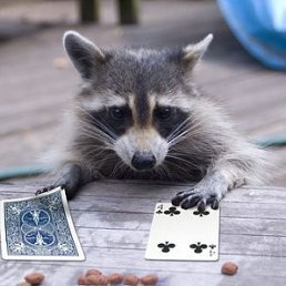 ���� Shok, ������, 37 ��� - ��������� 1 ������� 2011