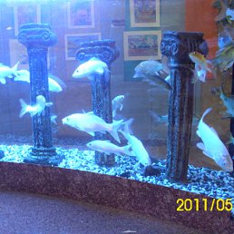 ���� Alekx, ������, 56 ��� - ��������� 16 ������ 2011