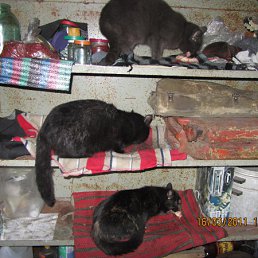 ��������� ��������