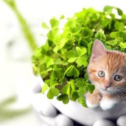 ������, �����-���������, 23 ����