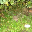 ���� ������, ���������, 62 ���� - ��������� 17 ��� 2011 � ������ �������