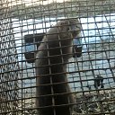 ���� �����, �������, 42 ���� - ��������� 16 ������ 2011 � ������ ���������