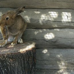 ���� ������, ������, 38 ��� - ��������� 6 ������� 2012