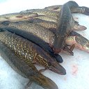 ���� ���������- ���� �������� !!, ������ - ��������� 11 ������� 2013 � ������ �11 ������� 2013�!!!!!�