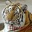  Tiger,  -  25  2010