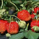 ���� ��������, ����� - ��������� 22 ������� 2009 � ������ ���� �������� ��������