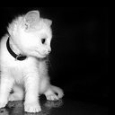 ���� ������, �����, 54 ���� - ��������� 28 ���� 2013 � ������ ���� ����������