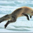 ���� Fox, �����������, 44 ���� - ��������� 21 ���� 2010 � ������ ������������