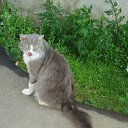  D.s., , 38  -  11  2013   