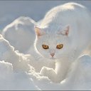 ���� �����, ������, 68 ��� - ��������� 14 ���� 2010 � ������ ���������
