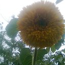 ���� ����, ��������, 49 ��� - ��������� 4 ���� 2011 � ������ �RoadKing�