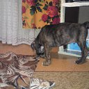  Kelekss, , 28  -  21  2010    