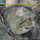 ���� ����, ����������� - ��������� 10 ������� 2010 � ������ ������� ���� �������) ����� 2�