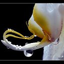 ���� Zak-zek, �������, 40 ��� - ��������� 20 ������� 2010