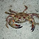 ���� ������, �����-��������� - ��������� 8 �������� 2011 � ������ ���� ����������