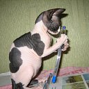 ���� ���������, ���� - ��������� 17 ������� 2011 � ������ ���� ����������