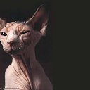 ���� �������, �����-���������, 61 ��� - ��������� 22 ���� 2010 � ������ ���� �����