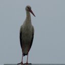  , , 45  -  1  2010   .