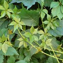 ���� ����, ���������, 47 ��� - ��������� 10 ������� 2010 � ������ ��������