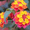 ���� ����, �������� ������ - ��������� 15 ������� 2011 � ������ ��������