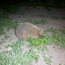 ���� �������, ���������, 69 ��� - ��������� 18 ������� 2011 � ������ ����