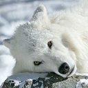 ���� �����, ���������, 37 ��� - ��������� 14 ��� 2011 � ������ ���� ����������