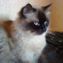 ���� ����, ������, 64 ���� - ��������� 7 ����� 2012 � ������ �RoadKing�