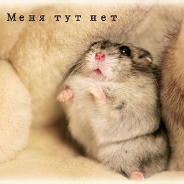 ���� ������, ���������, 38 ��� - ��������� 27 ���� 2011