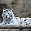 ���� ������, ������ ��������, 55 ��� - ��������� 15 ��� 2013 � ������ �������