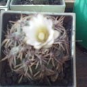 ���� ����, ��������, 85 ��� - ��������� 10 ���� 2012 � ������ ���� ����������