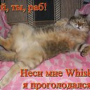 ���� �����, �����-���������, 59 ��� - ��������� 23 ���� 2013
