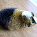 ���� ���� �� ������� ���� ��������!�