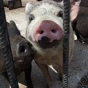 ���� Nik, �����, 63 ���� - ��������� 2 ���� 2012 � ������ ���� ���������