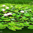 ���� Anastasiya, ��������������, 31 ��� - ��������� 16 ���� 2010 � ������ �[��� ����� �������]�