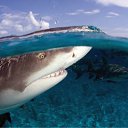 ���� ����� - ���������� ��������!!!, �����������, 56 ��� - ��������� 20 ������� 2009 � ������ ������������� ��������� � ��������� ���!�