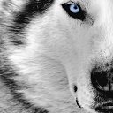  ~Werewolf~, -, 31  -  12  2013
