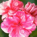 ���� ������, ���-����, 27 ��� - ��������� 17 ������� 2009 � ������ �����������