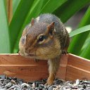 ���� �����, �����, 53 ���� - ��������� 18 ���� 2011 � ������ �������