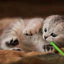 ���� Nata, ���������, 52 ���� - ��������� 18 ������� 2010