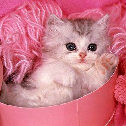 ����, �����, 23 ����