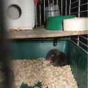 ���� (=����������=), ������, 31 ��� - ��������� 9 ������ 2012 � ������ �������(����) ��� ���� R.I.P.�