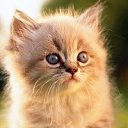 ���� �����, ����������� - ��������� 23 ��� 2013 � ������ ���� ����������