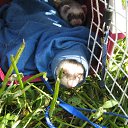 ���� ����, �����-���������, 58 ��� - ��������� 17 ������ 2009 � ������ ���� ����������