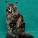 ���� ������, �������, 35 ��� - ��������� 6 ��� 2012 � ������ ���� ����������