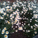 ���� Alfisa, ��� - ��������� 19 ���� 2013 � ������ ���� ����������