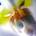 ���� Zak-zek, �������, 40 ��� - ��������� 20 ������� 2010