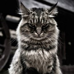 ������� ������, ������, 34 ����