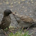 ���� ������, ����������, 54 ���� - ��������� 5 ������� 2011 � ������ ���� ����������