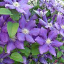 ���� �����, �������, 44 ���� - ��������� 12 ������� 2010 � ������ ������ � ���� ����