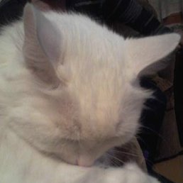 ���� Vi�toria, ������, 28 ��� - ��������� 21 ������� 2011